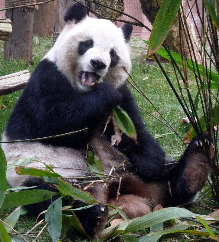 Pandas - Chengdu