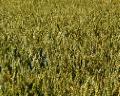 Fields of Wheat