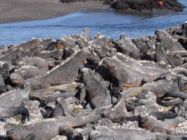 Basking Marine Iguanas - Galapagos