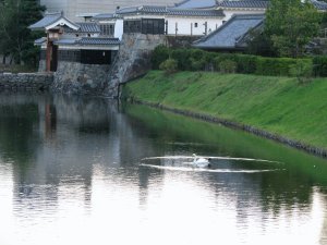 Swan in the moat