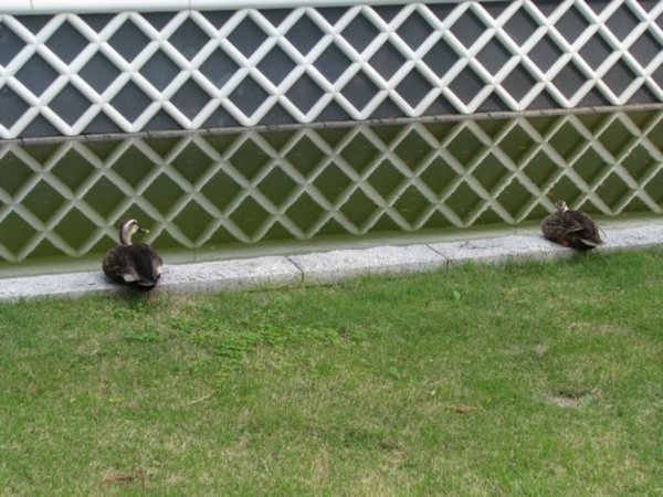 Ducks resting near the Onsen