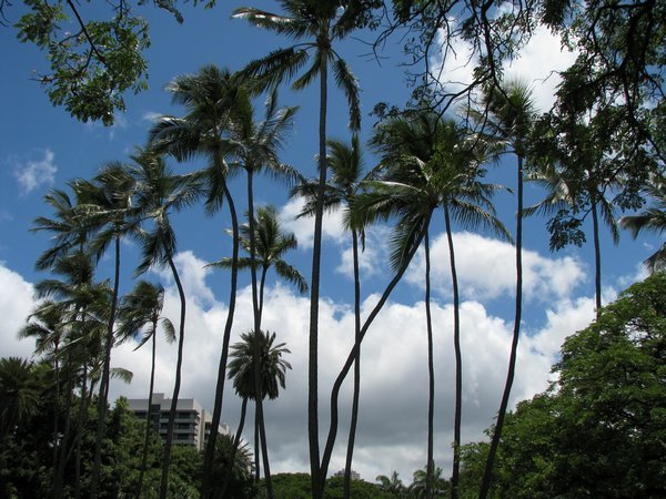 Palm Trees!