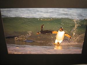 surfing penguins!