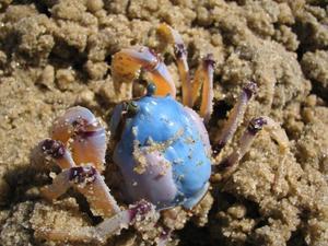 blue back soldier crab