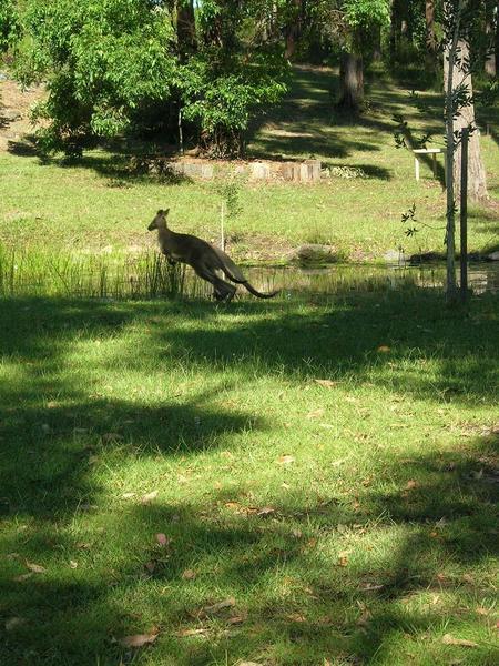 wild kangaroo!!!!