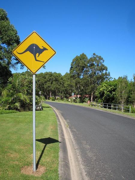 beware kangaroos crossing