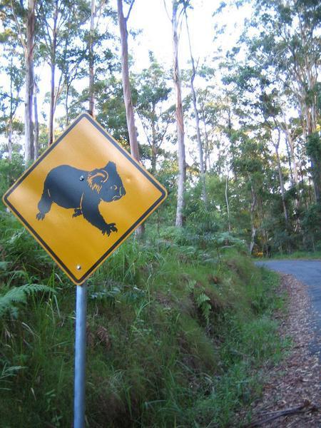 beware koalas crossing