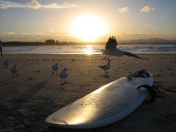 Seagull surfing