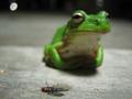 cool little frog
