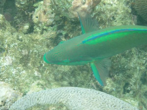 colourful tropical fish