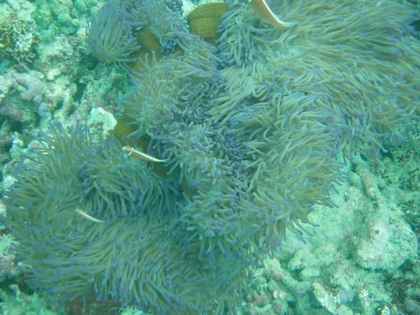 Coral and Nemo fish