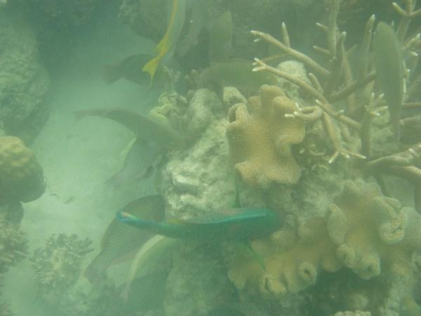 Fish feeding on coral