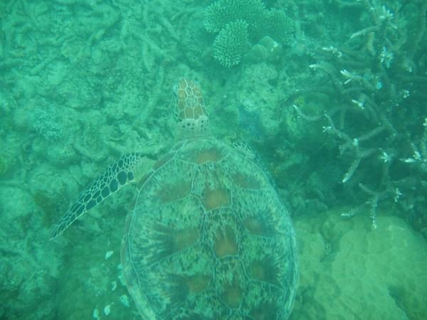 cool Sea Turtle