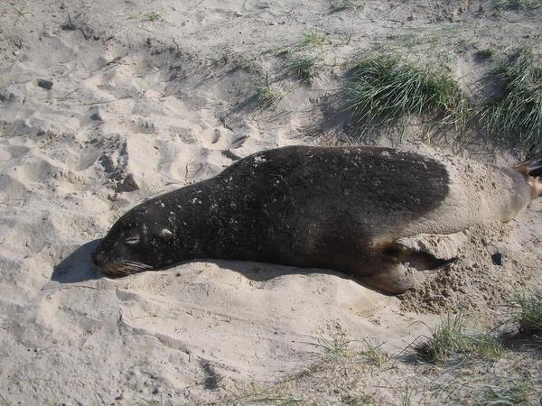 Fur Seal chillin on the beach