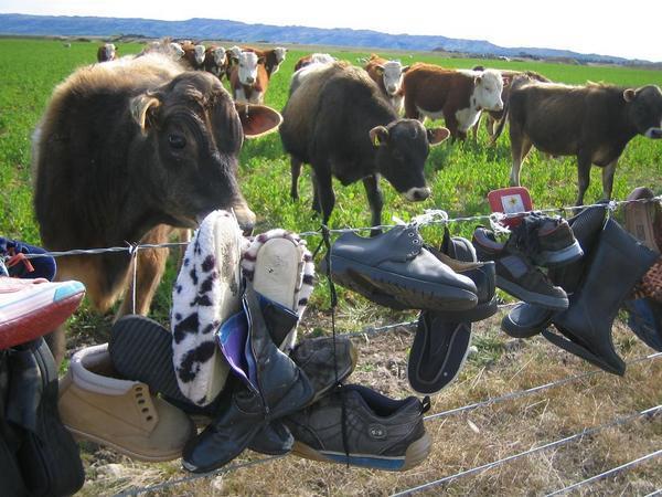 A fence with shoes and cows... of course?!