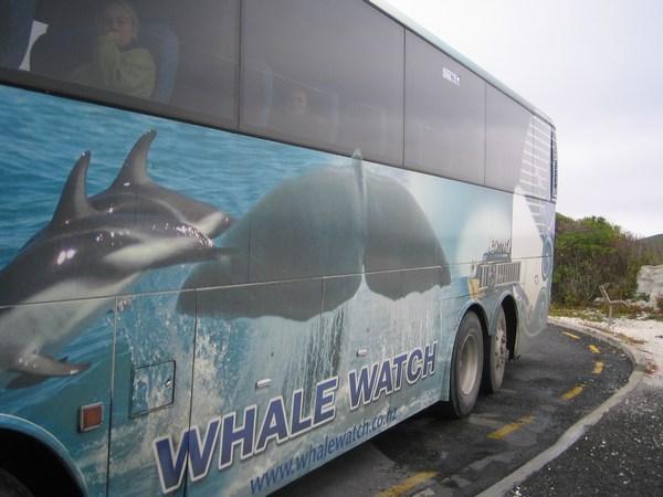 Whalewatch bus