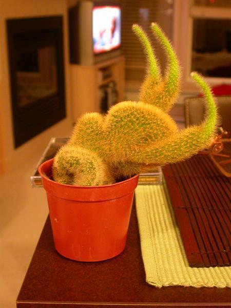 Charlie the Cactus