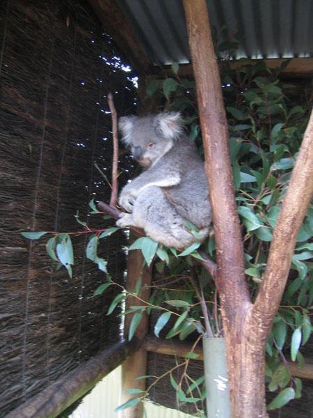 Koala.