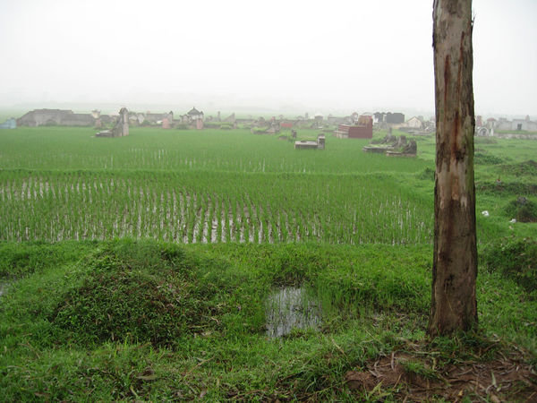 Cemetery amidst the Rice Paddies