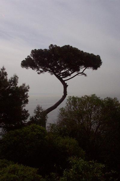 Umbrella Pine on the Bay of Naples