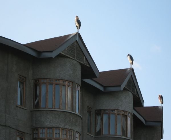 Storks on the Rooftop