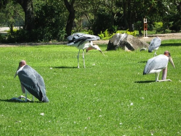 Marabou Storks taking the day off