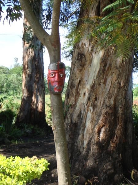 Mask on a Plantation Tree