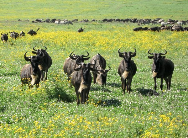 Wildebeests in the Springtime