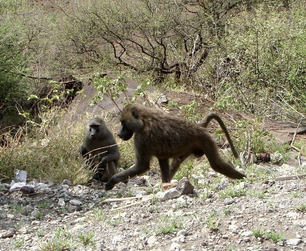 Baboons near the Highway