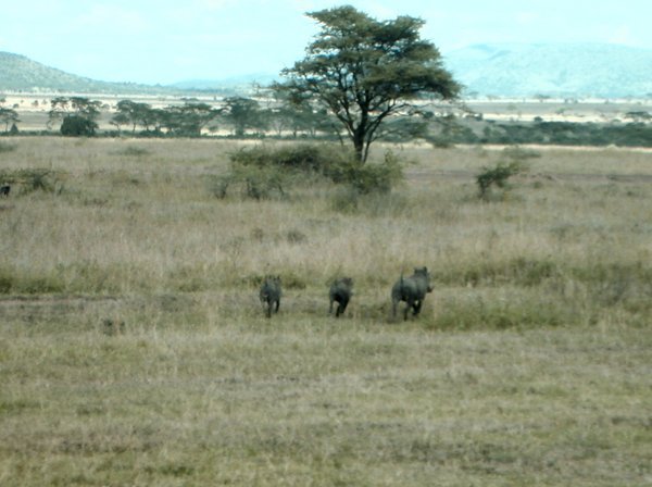 Warthogs Crossing the Runway