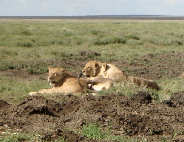 Lions at Rest