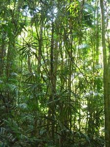 mary cairncross rainforest