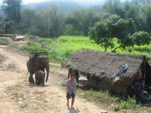Elephant conservation park, Chaing Mai
