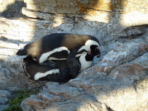 Auch Pinguine haben Spass