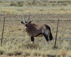 Oryx - Das Nationaltier Namibias