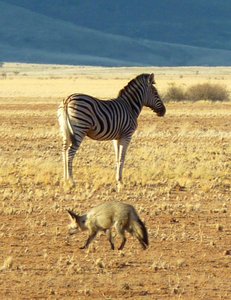 Zebra und die boesen Hyaenen