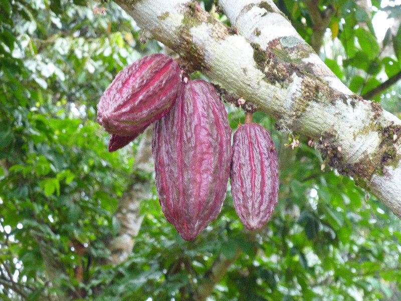 Cacao - mm schoggi