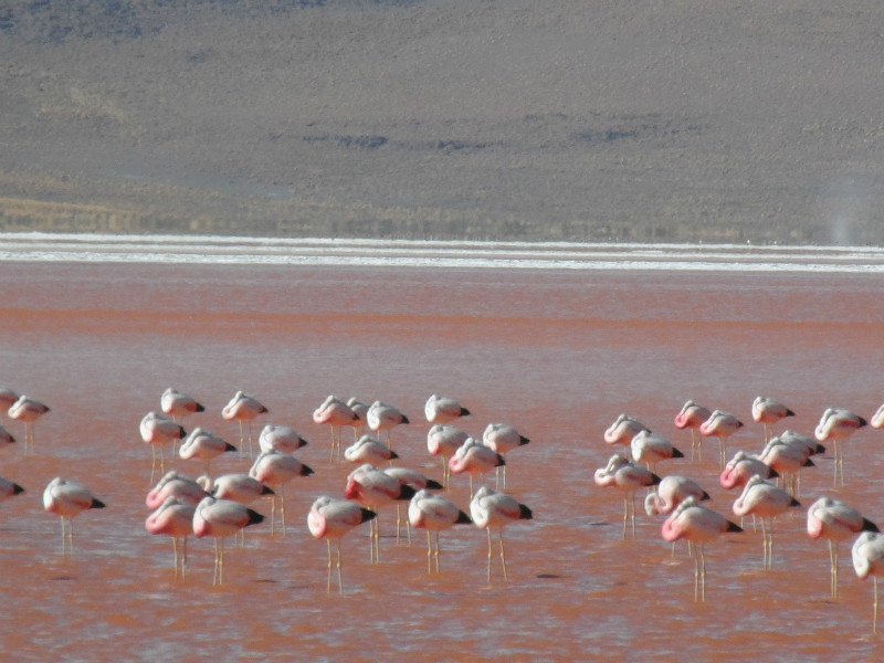 Flamingos - Laguna Colorada