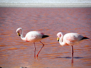 Flamingos - Laguna Colorada