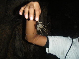 Whip spider in the Lanquin caves