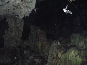 The bats leaving the caves for the evening