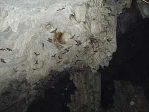 Millions of small fruit bats