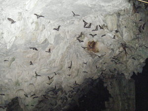 The bat cave