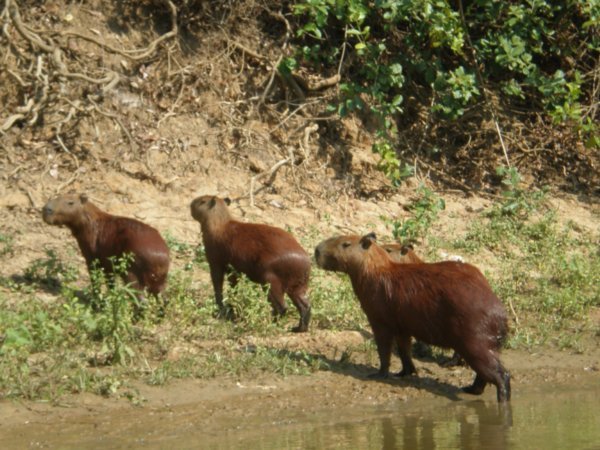 Capybara family 
