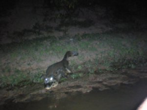Alligator at night