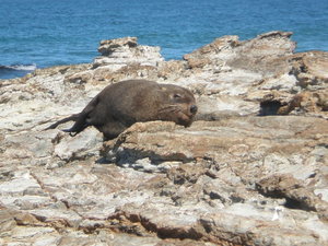 Chubby little seal having a kip