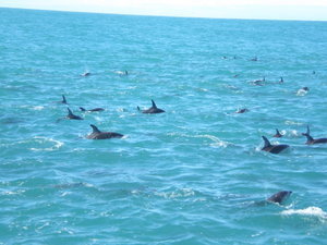 Pod of Dusky Dolphins