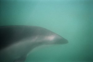 Friendly dusky dolphin