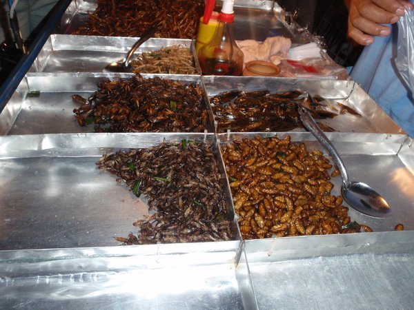 Insects for dinner