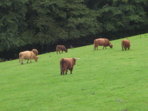 Highland Cows!!
